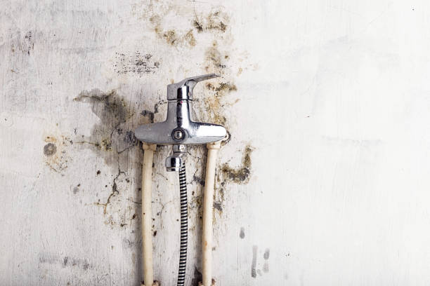 Best Insurance-Related Mold Remediation in San Mateo, CA