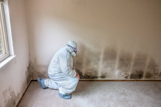 San Mateo, CA Mold Remediation Company