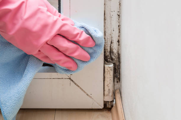 Best Mold Remediation for Specific Building Types in San Mateo, CA